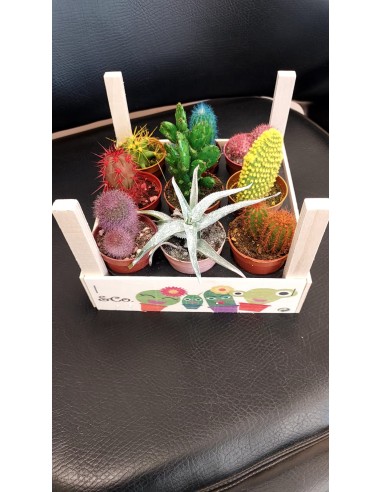 Comprar Pack madera 5’5 online Barcelona | Flors Joan