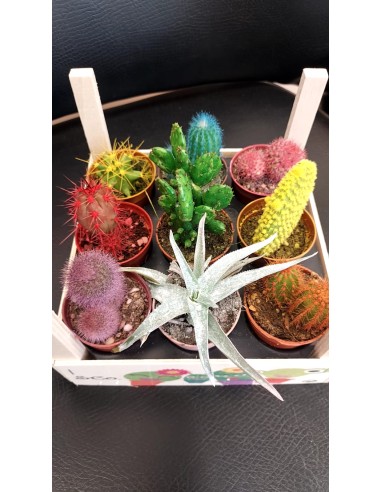 Comprar Pack madera 5’5 online Barcelona | Flors Joan