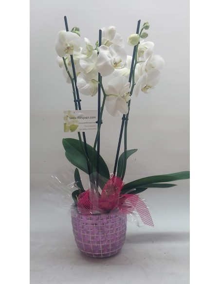 ORQUÍDEA BLANCA