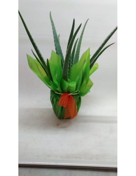 Comprar ALOE VERA online Barcelona | Flors Joan