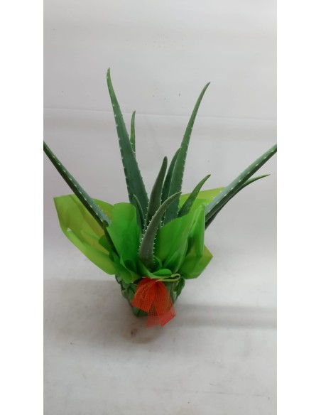 Comprar ALOE VERA online Barcelona | Flors Joan