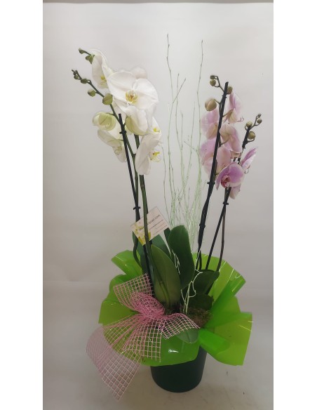 Comprar ORQUÍDEA CON BASE DE CERÁMICA VERDE online Barcelona | Flor...