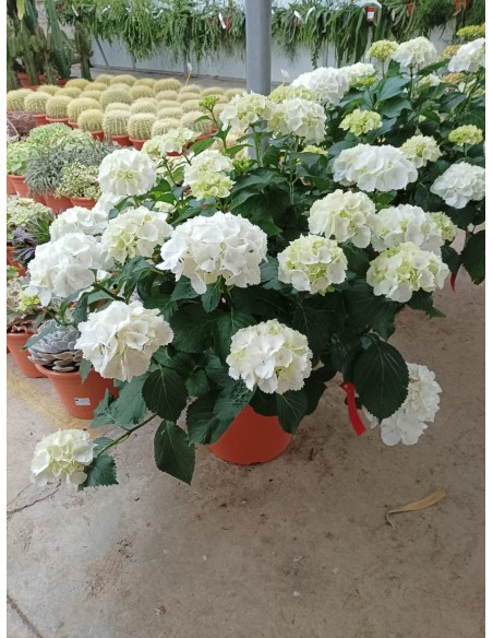 Comprar HORTENSIA ESPECTACULAR online Barcelona | Flors Joan