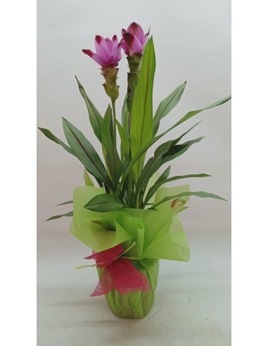 CURCUMA