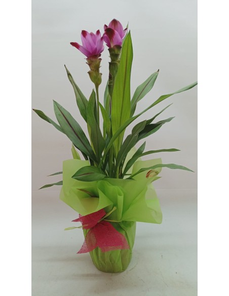 Comprar CURCUMA online Barcelona | Flors Joan