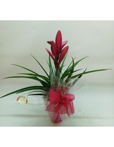 BROMELIA