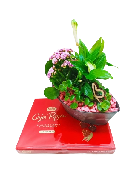 Comprar BARCA CON PLANTAS Y BOMBONES online Barcelona | Flors Joan