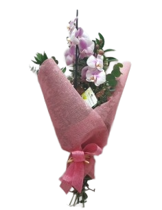 Comprar RAMO DE ORQUÍDEAS online Barcelona | Flors Joan