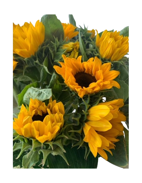 Comprar Ramo de Girasoles online Barcelona | Flors Joan