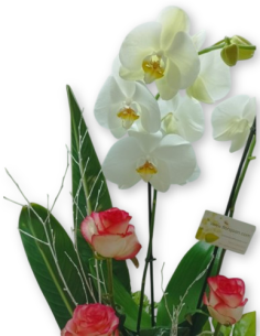 Comprar Centro de Flores Rosas y Orquídea online Barcelona | Flors ... 2