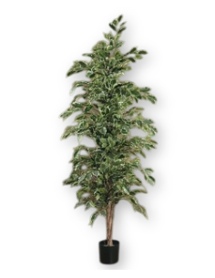 Comprar Ficus exótica variegata 170 cm online Barcelona | Flors Joan