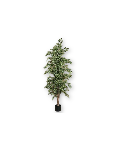 Comprar Ficus exótica variegata 170 cm online Barcelona | Flors Joan