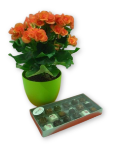 BEGONIA AMB BOMBONS