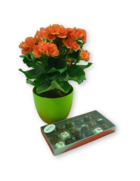 Comprar Begonia con Bombones online Barcelona | Flors Joan