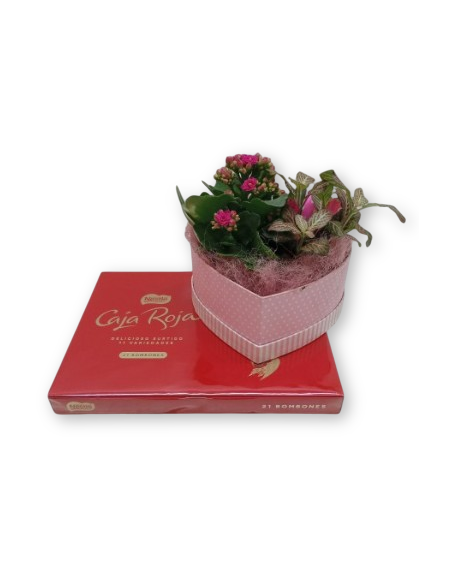 Comprar DETALLE PLANTA Y BOMBONES online Barcelona | Flors Joan