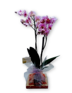 Comprar ORQUIDEA CON BOMBONES NESTLE online Barcelona | Flors Joan