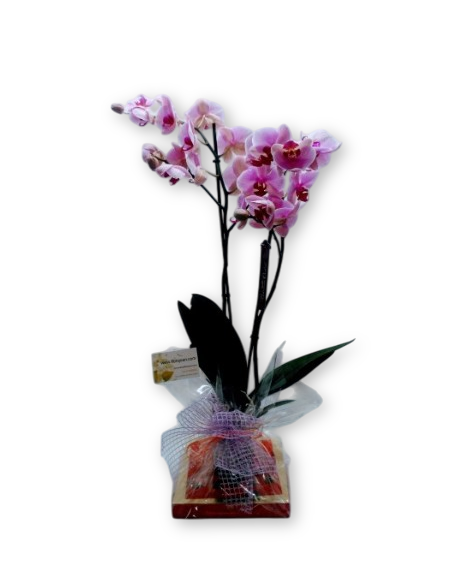 Comprar ORQUIDEA CON BOMBONES NESTLE online Barcelona | Flors Joan