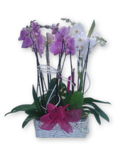 Cistell amb Orquídies