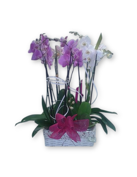 Comprar Cesta con Orquídeas online Barcelona | Flors Joan