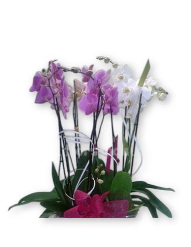 Comprar Cesta con Orquídeas online Barcelona | Flors Joan