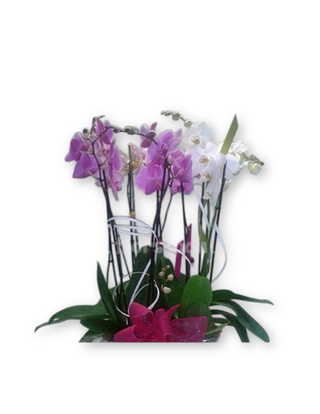 Comprar Cesta con Orquídeas online Barcelona | Flors Joan