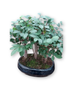 BONSÁI 9 ANYS ZELKOVA PARVIFOLIA