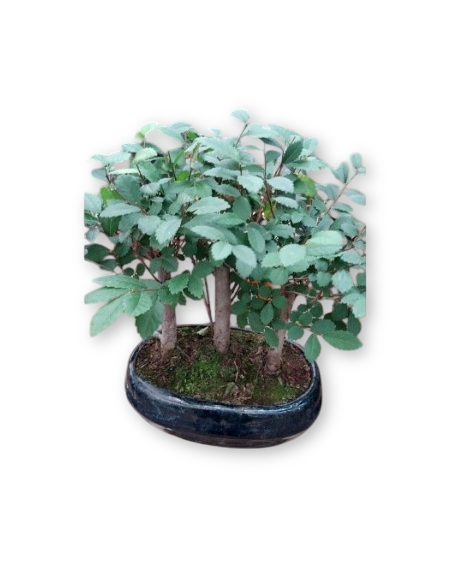 BONSÁI 9 ANYS ZELKOVA PARVIFOLIA
