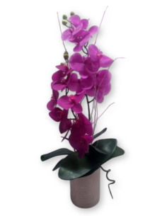 Comprar Orquidea Barcelona online Barcelona | Flors Joan