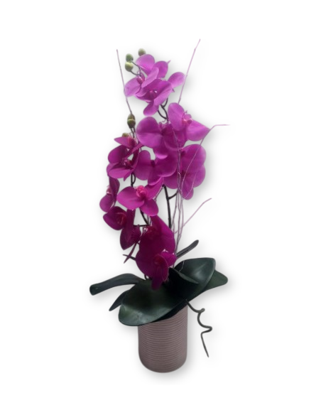 Comprar Orquidea Barcelona online Barcelona | Flors Joan