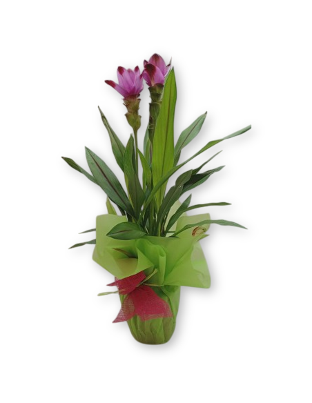 Comprar CURCUMA online Barcelona | Flors Joan
