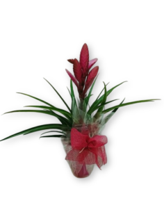 Comprar BROMELIA online Barcelona | Flors Joan