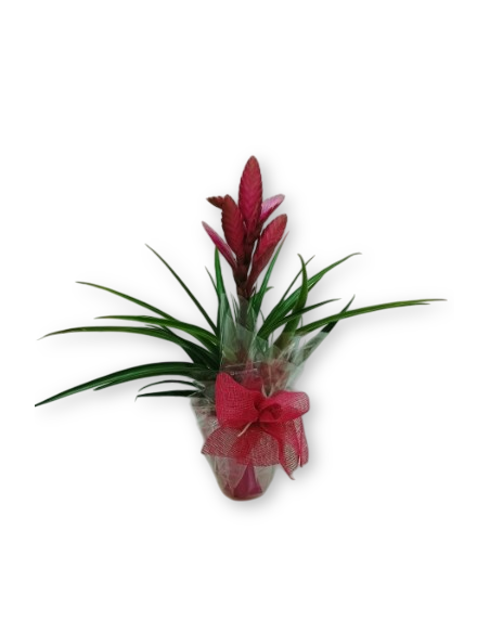 Comprar BROMELIA online Barcelona | Flors Joan