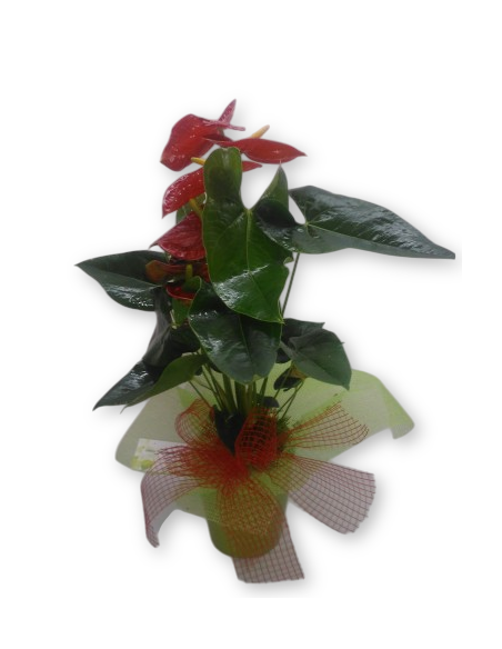 Comprar ANTÚRIUM CON MACETA online Barcelona | Flors Joan