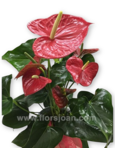 ANTÚRIUM amb test 2