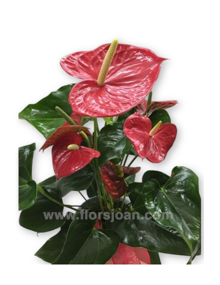 Comprar ANTÚRIUM CON MACETA online Barcelona | Flors Joan