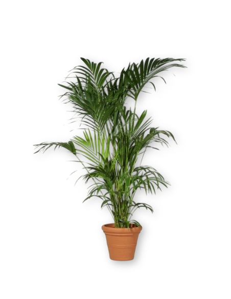 Comprar Kentia online Barcelona | Flors Joan