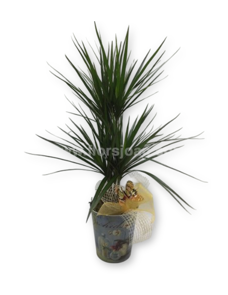 Comprar DRÁCENA CON MACETERO online Barcelona | Flors Joan