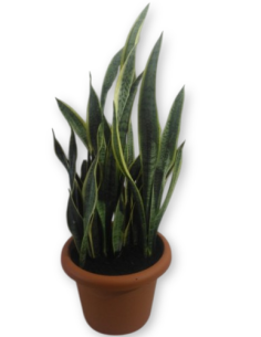 Comprar SANSEVIERA Maceta de 30 cm. online Barcelona | Flors Joan