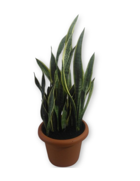 Comprar SANSEVIERA Maceta de 30 cm. online Barcelona | Flors Joan