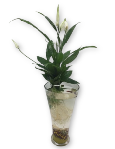 Comprar Espatifilo y Pez Beta online Barcelona | Flors Joan