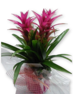 Comprar Guzmanias en Base de Cristal online Barcelona | Flors Joan