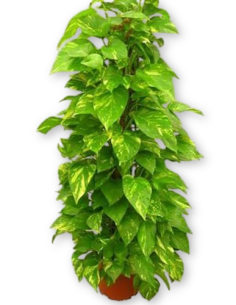 Comprar Potos con Tutor online Barcelona | Flors Joan