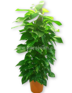 Comprar Potos con Tutor online Barcelona | Flors Joan 2