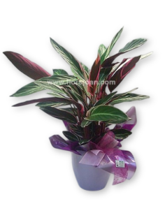 Comprar PLANTA MARANTA CON MACETERO online Barcelona | Flors Joan