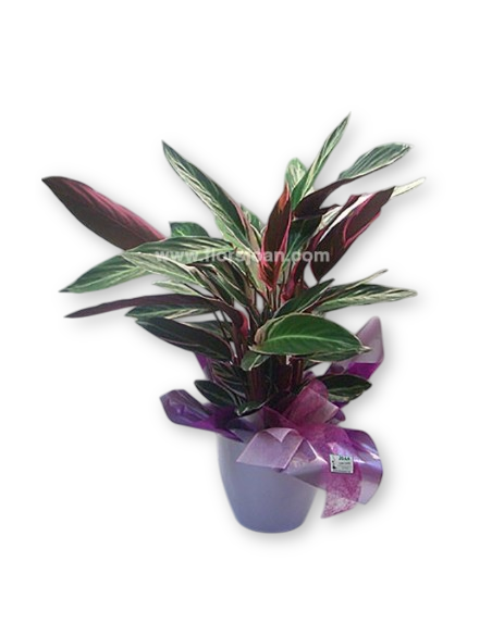 Comprar PLANTA MARANTA CON MACETERO online Barcelona | Flors Joan