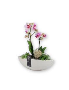 Comprar ORQUIDEA VELERO online Barcelona | Flors Joan