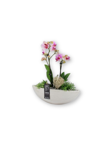 Comprar ORQUIDEA VELERO online Barcelona | Flors Joan