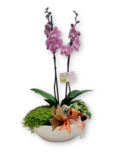 Comprar ORQUIDEA VELERO online Barcelona | Flors Joan 2