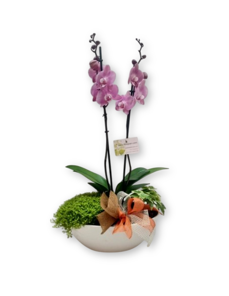 Comprar ORQUIDEA VELERO online Barcelona | Flors Joan