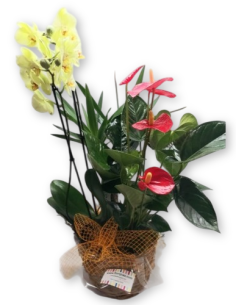Comprar TROPICAL online Barcelona | Flors Joan